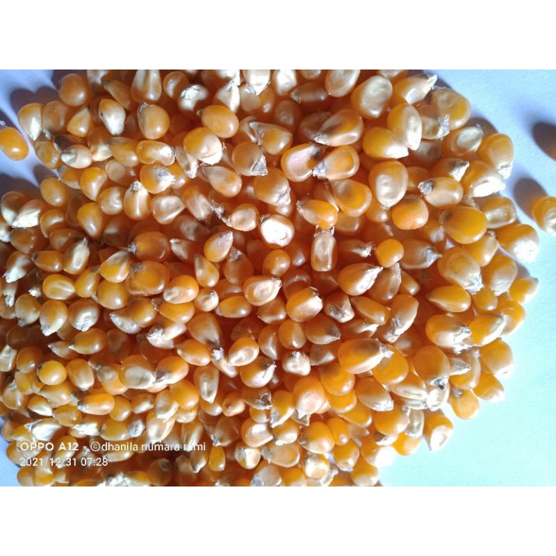 

jagung popcorn mentah