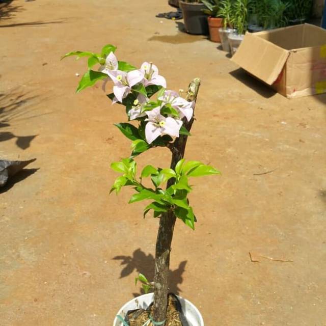Tanaman hias bugenvil - bibit bugenvil - pohon bugenvil