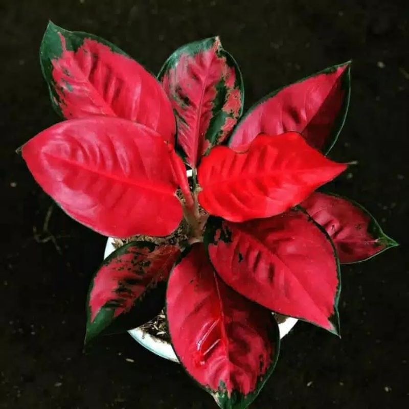 Tanaman hias - aglaonema suksom jaipong