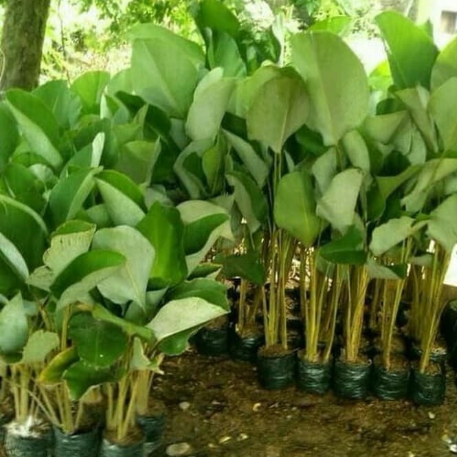 Tanaman Hias Pisang Calathea - Pohon Pisang Kipas - Heliconia Calathea