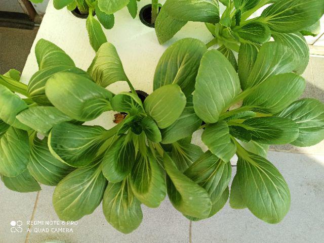 Nutrisi Abmix Ab - Mix Sayur Untuk Pekatan 1 Liter Kemasan Serbuk Hidro Farm Hidroponik