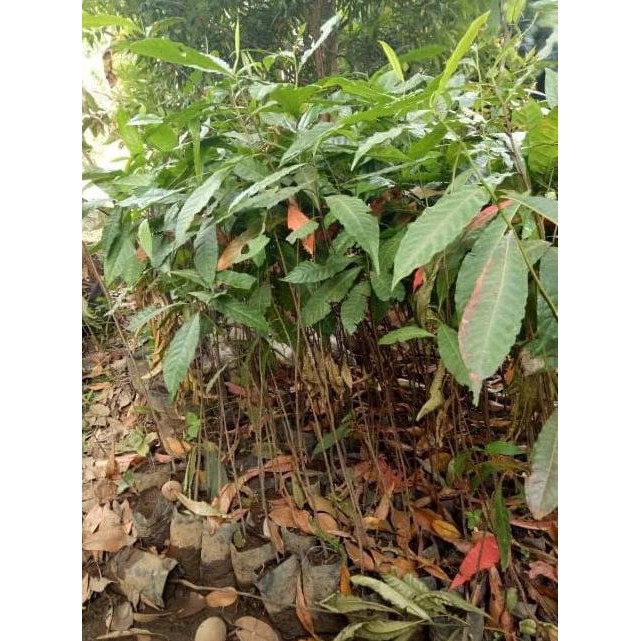 Terlaris Sedia Bibit Tanaman Pohon Kayu Jenitri Genitri Super/ Bibit /Biji