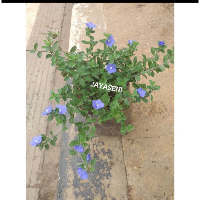 TANAMAN HIAS BUNGA BLUE EYES/PERMATA BIRU