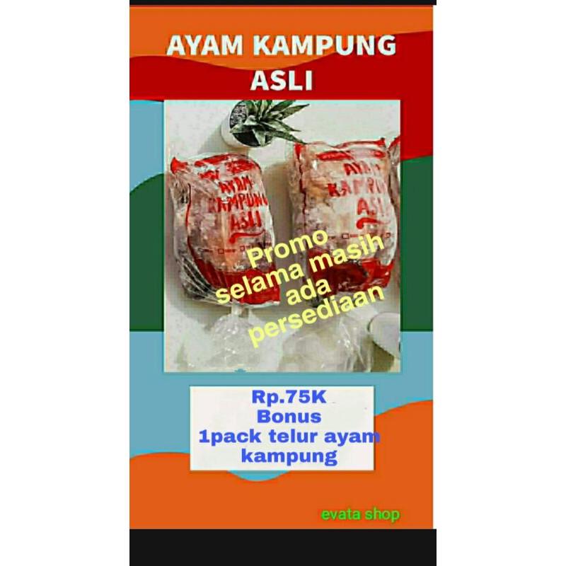 

Ayam kqmpung utuh