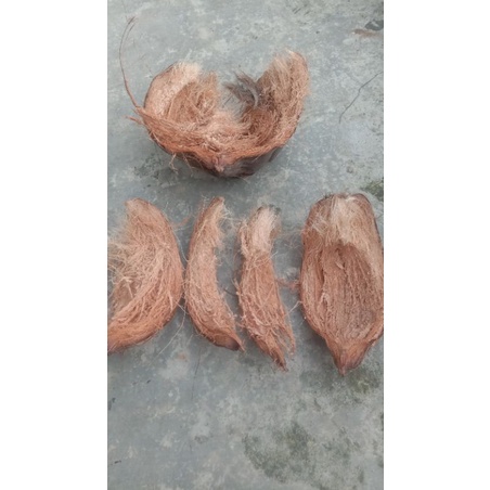 sabut kelapa/kulit kelapa, media tanam.  media tanam anggrek.