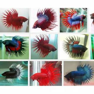 ikan cupang hias serit / crowntail | shopee indonesia