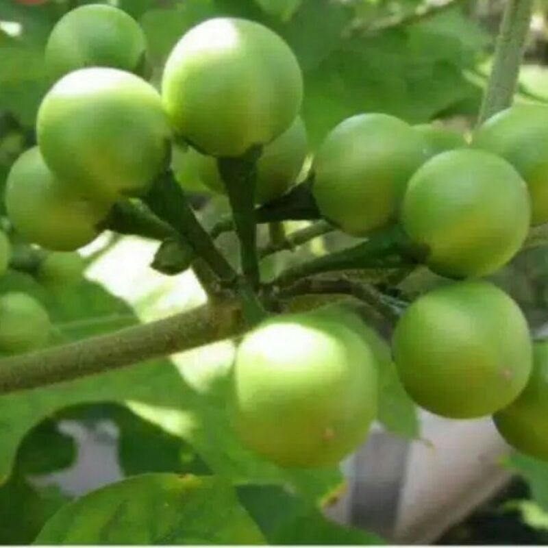 

BUAH TAKOKAK/BUAH CEPOKAK/LALAPAN CEPOKAK SEGAR