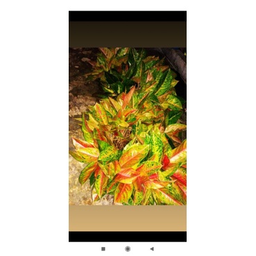 bunga aglonema big roy