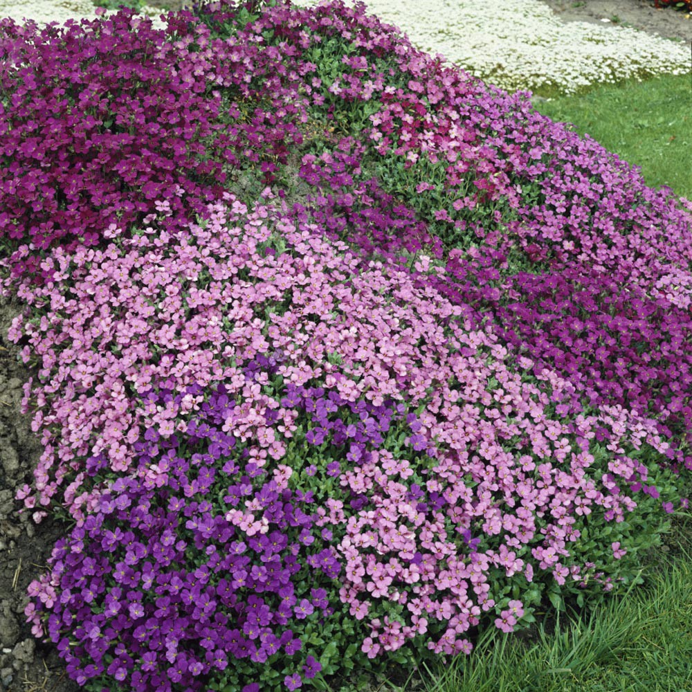 Benih Bibit Biji - Aubrieta Cascade Mixed (Aubrieta x cultorum) Flower Seeds - IMPORT