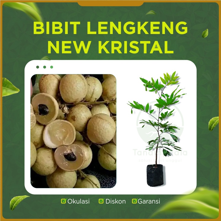 Bibit Kelengkeng New Kristal / Lengkeng New Kristal / Cangkok Lengkeng Unggul Asli Okulasi Indukan T
