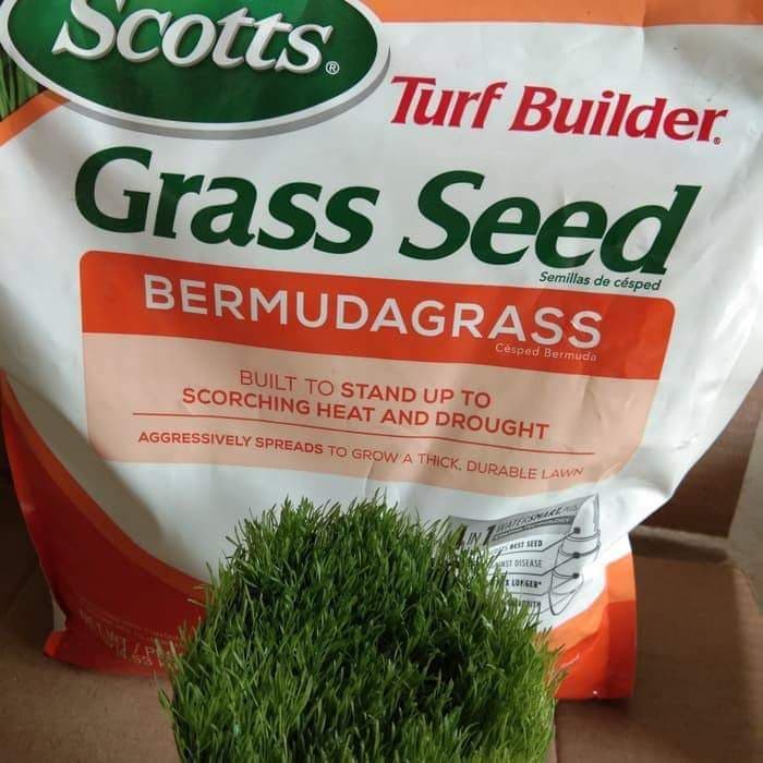 Benih Biji Rumput Bermuda Grass Per 500gram Shopee Indonesia