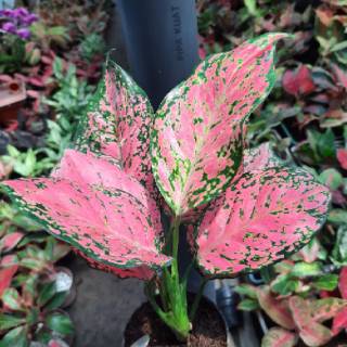 Tanaman Hias Aglaonema  RUBY  MATRIX  Shopee Indonesia