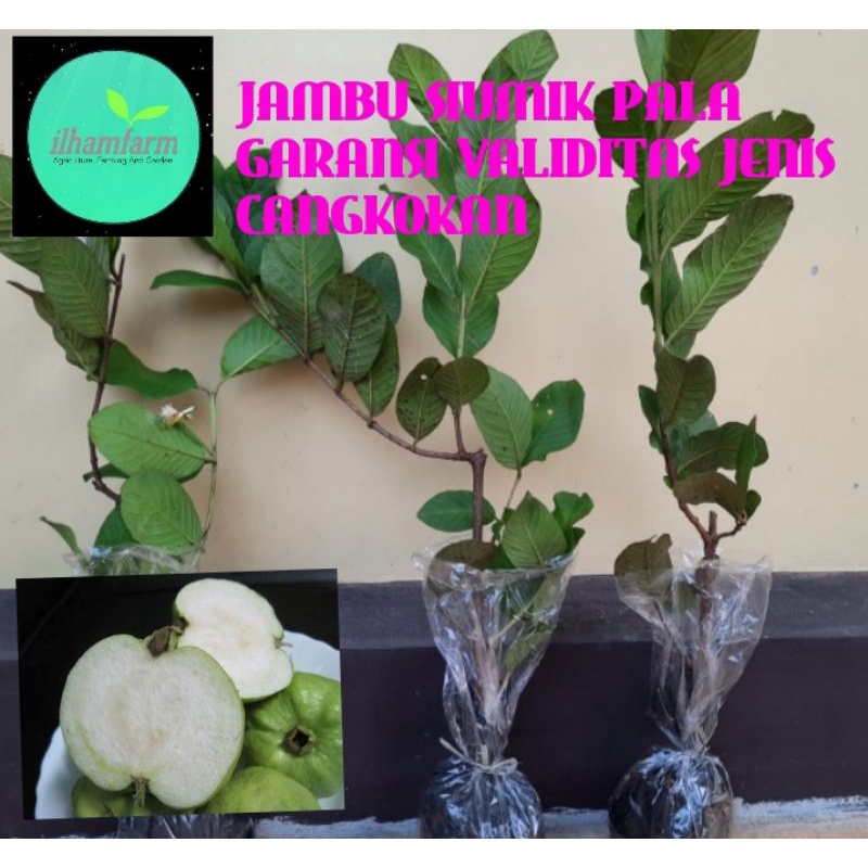 BIBIT CANGKOK JAMBU SIUMIK PALA