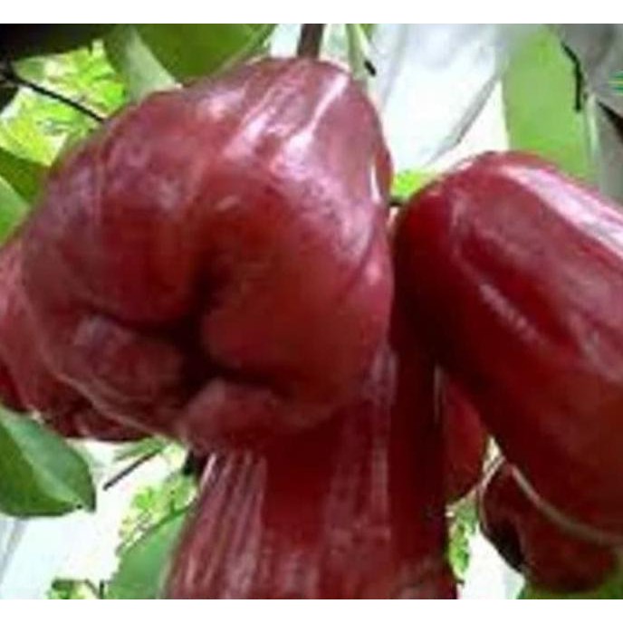 Bibit Buah Bibit Tanaman Buah Jambu Air Black Diamond *_@