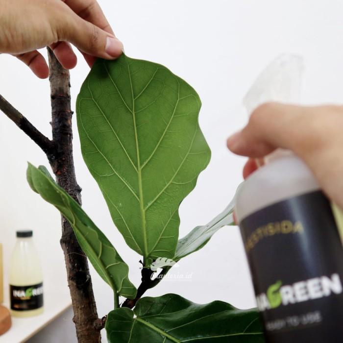 Pestisida Tanaman Obat Hama Kutu Putih Obat Hama Tanaman Spray 500 ml