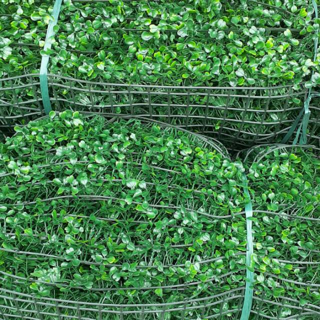 Daun Dolar sintetis