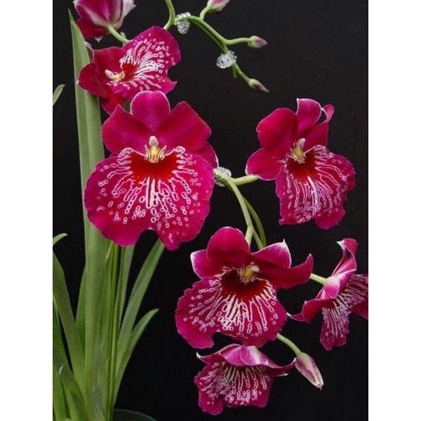 Tanaman hias hidup cymbidium batik merah