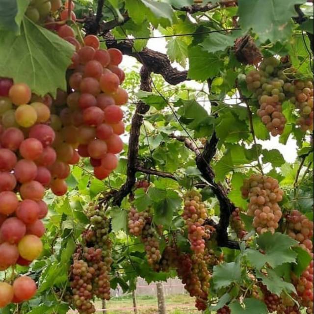 Paket 3 bibit anggur merah bibit anggur Red Isabelle