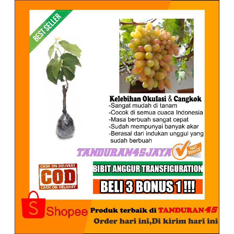 bibit anggur transfiguration/bibit anggur import/bibit anggur import trans