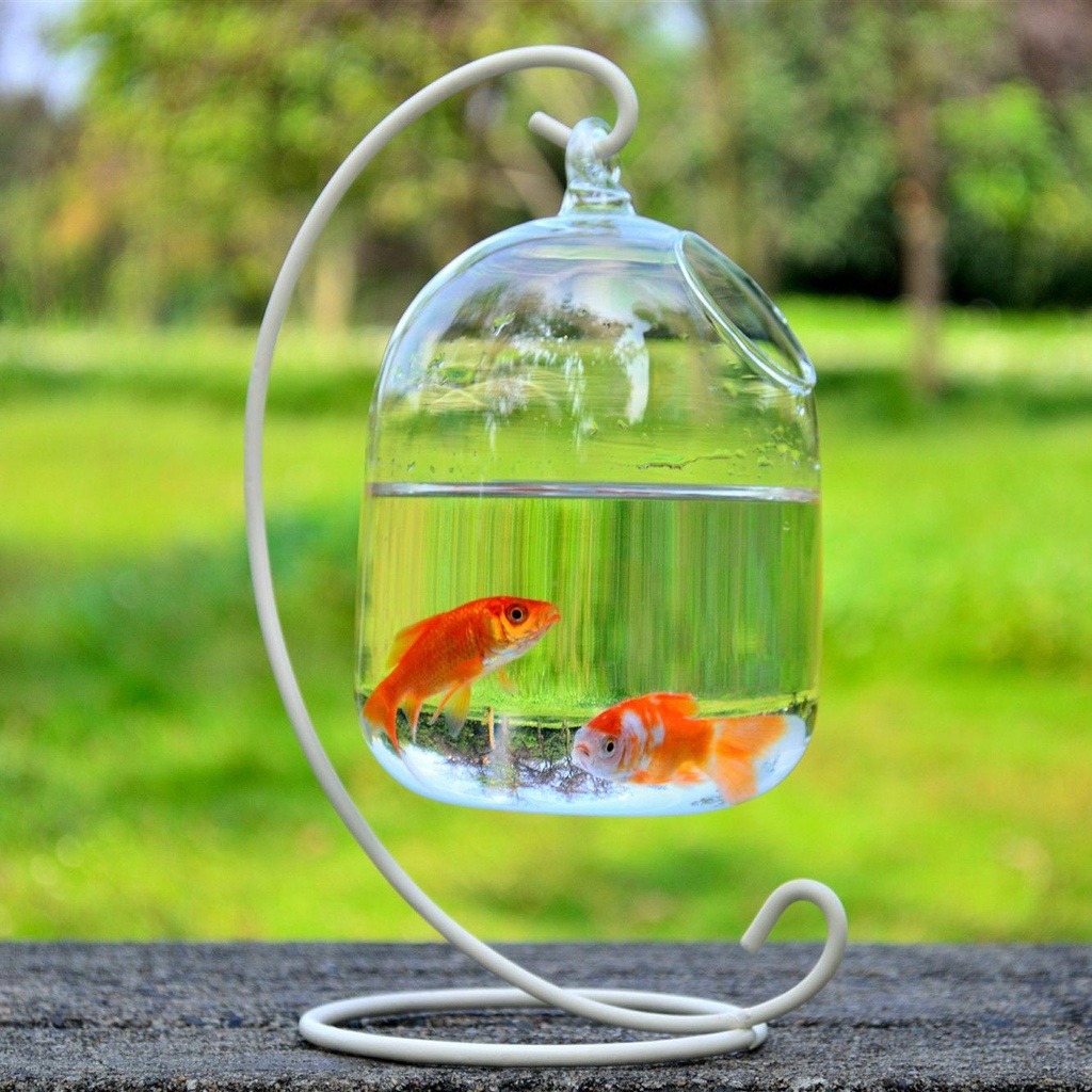 Suyo Ornamen Akuarium Ikan Gantung Mini Bahan Kaca