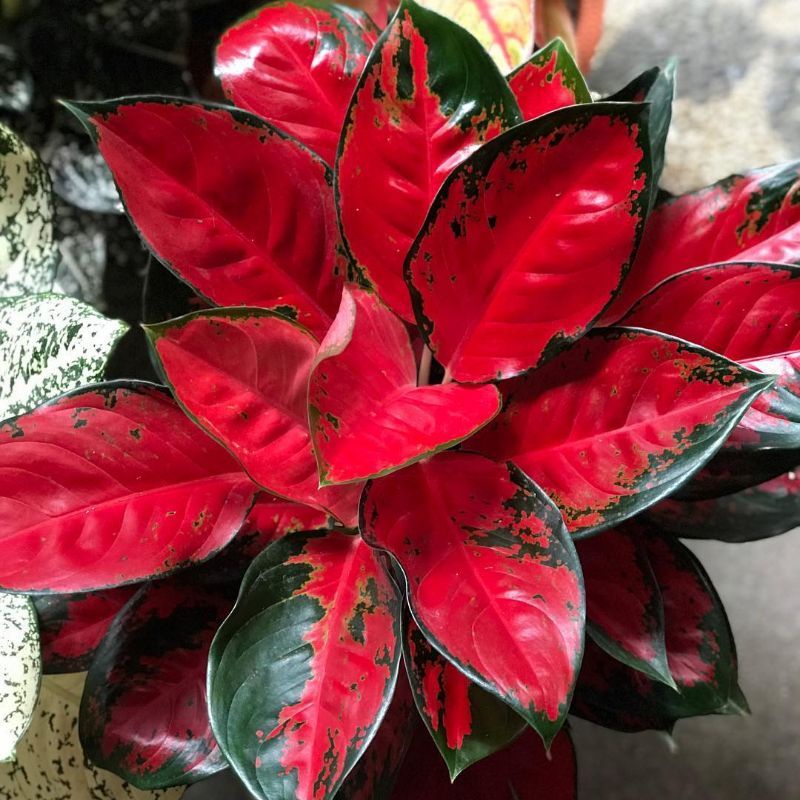 Aglaonema suksom jaipong / Aglonema merah suksom jaipong florist nursery / Aglonema suksom jaipong (