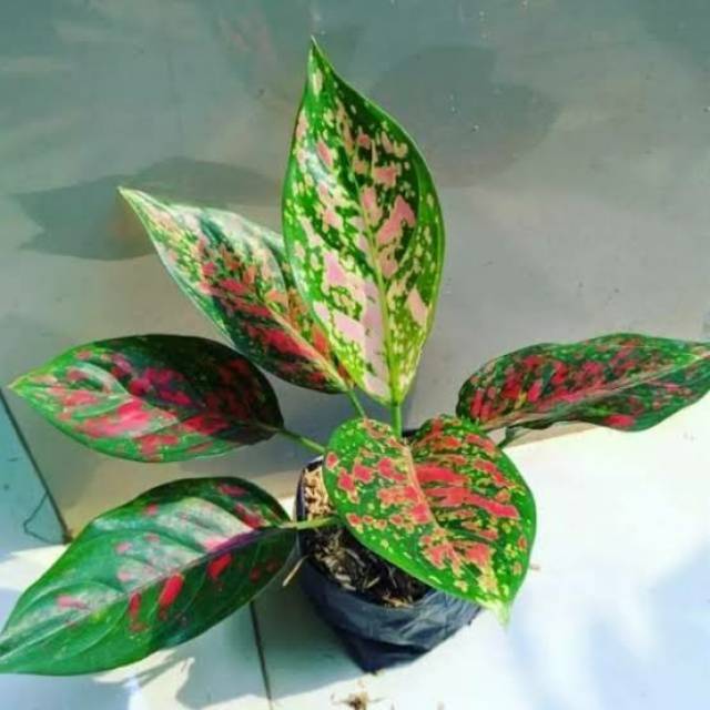 tanaman hias aglonema venus - aglonema venus