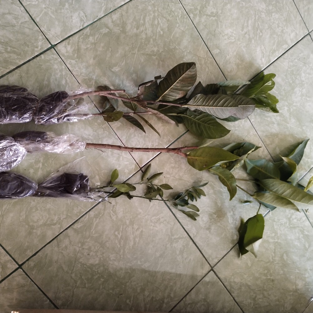 Bibit Jambu Kristal Siap Berbuah Dan Murah Banget