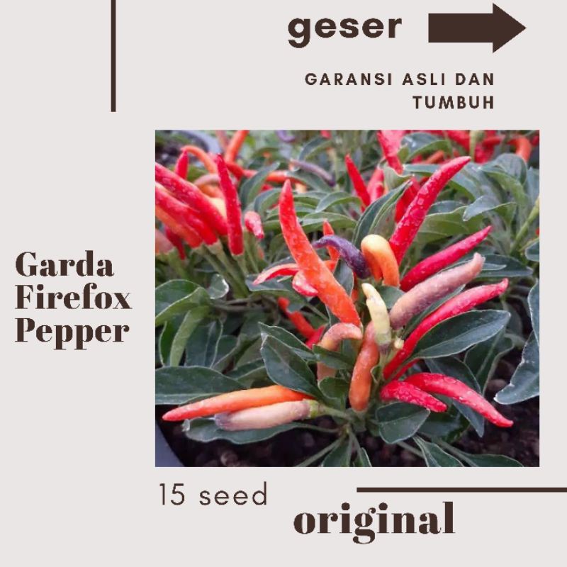 15 seed Cabe hias pelangi / rainbow unik f1 Garda firework peper