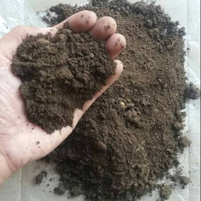 PUPUK ORGANIK SAPI FERMENTASI ALAMI | PUPUK | KOMPOS