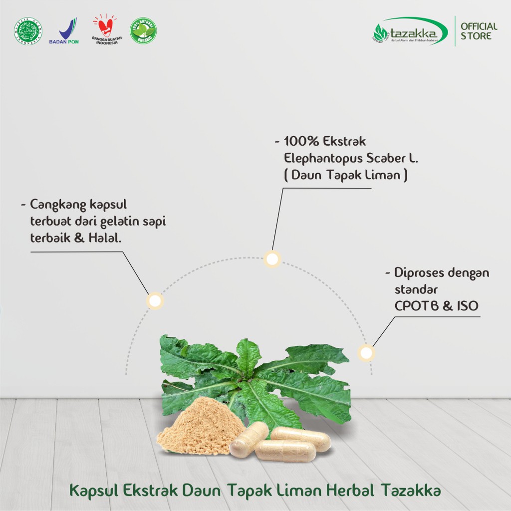 OBAT BATU GINJAL | Kapsul herbal Daun TAPAK LIMAN Tazakka ISI 60 Kapsul  HALAL BPOM Original 100%