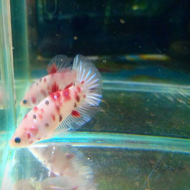 Cupang Baby Giant Koi