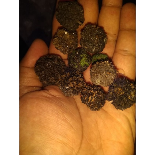 biji jati belanda 5 biji