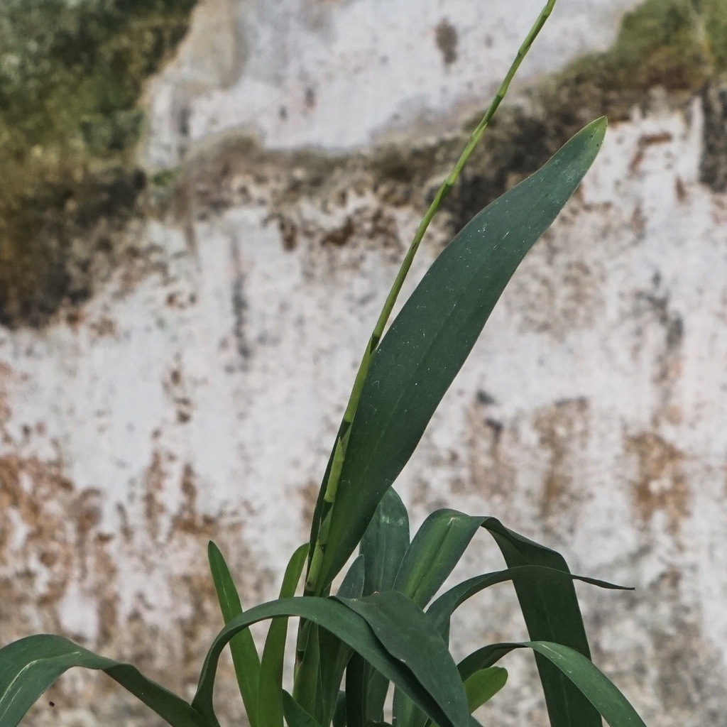 Anggrek Oncidium SPIKE-Oncidium Space Race Coco-Anggrek