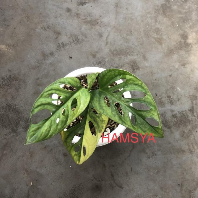 Tanaman Monstera Adansonii Variegata Janda Bolong Jepang Variegata Inner703 Shopee Indonesia