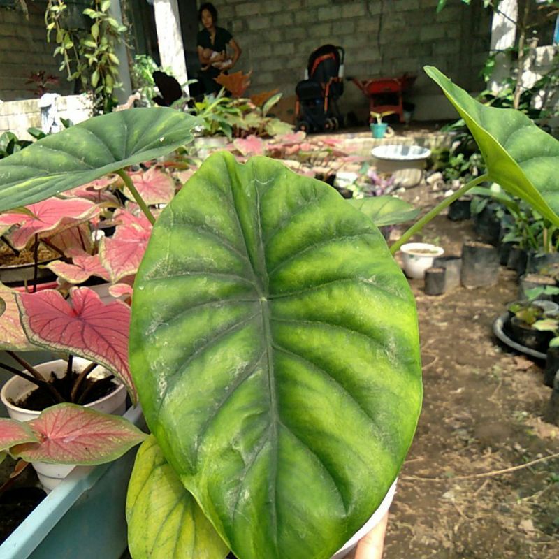 Bunga Alocasia Green Shield - Tanaman Hias Keladi Tengkorak Hijau