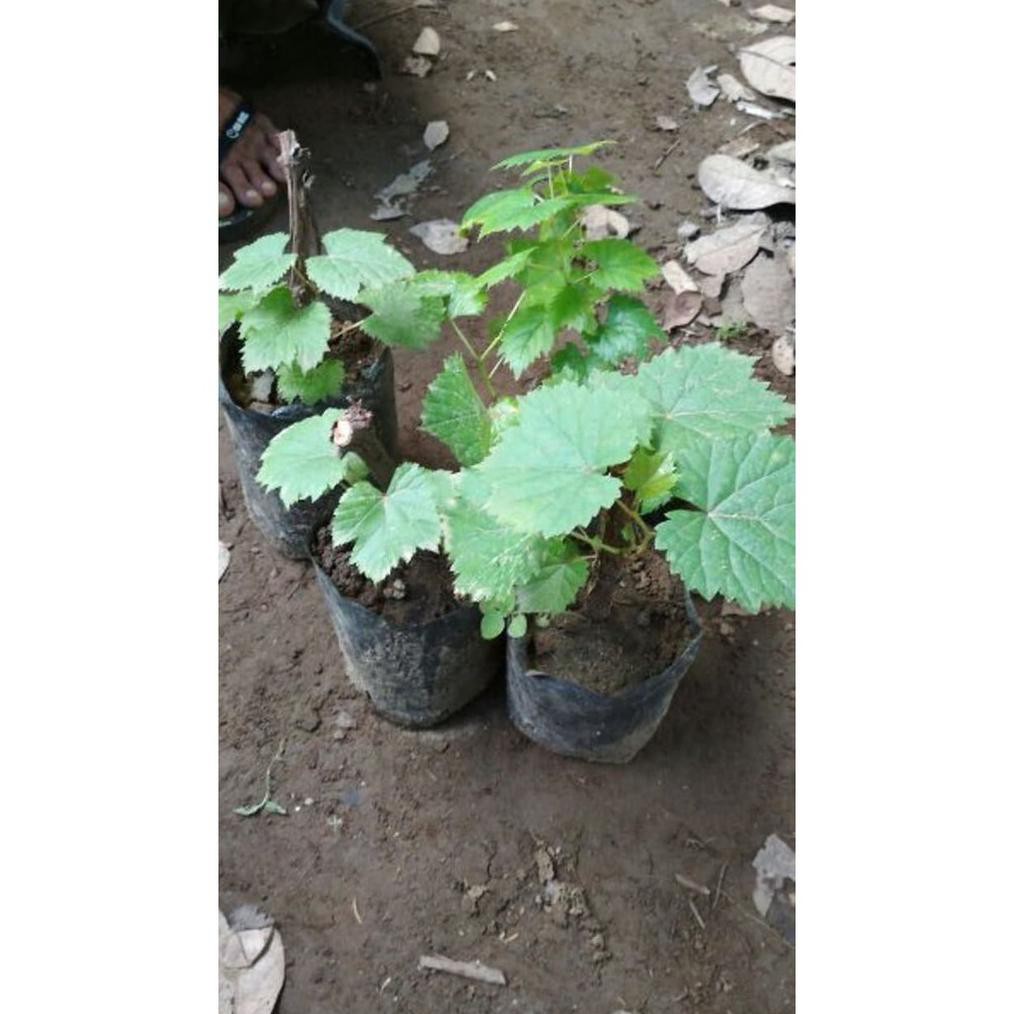 JU@L BIBIT ANGGUR LOKAL CAROLINE