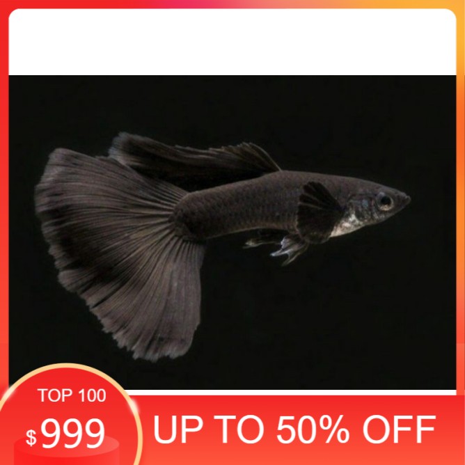 Ikan hias gepi/gupi,gapi/Guppy black moscow grosir paling murah