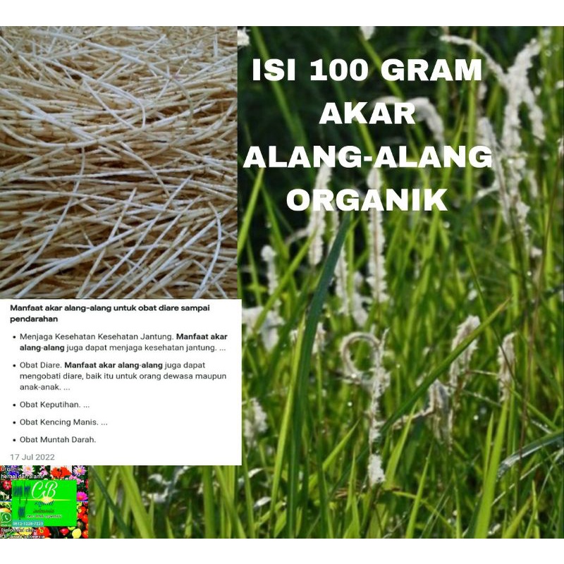 

alang alang 100 gram akar alang alang organik