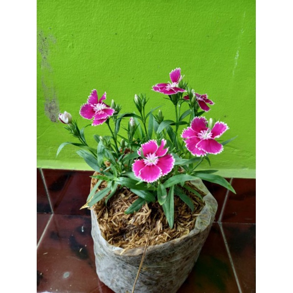 Tanaman bunga Anyelir | Dianthus edible flower | bunga bisa dimakan