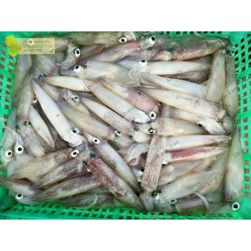 

Cumi Segar Cumi Sero Segar Cumi Fresh Seafood Hasil Laut Segar