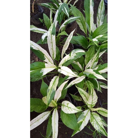 bunga aglonema spatupilum varigata