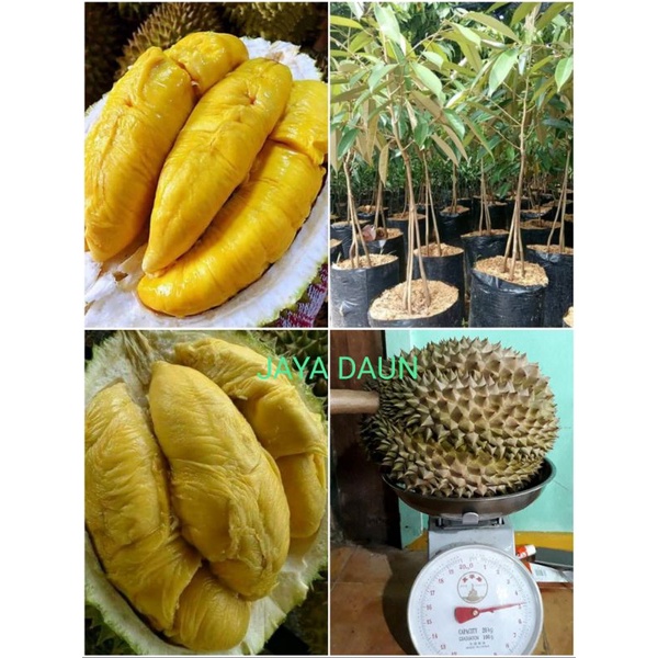 BIBIT DURIAN SUPER BAWOR KAKI 3