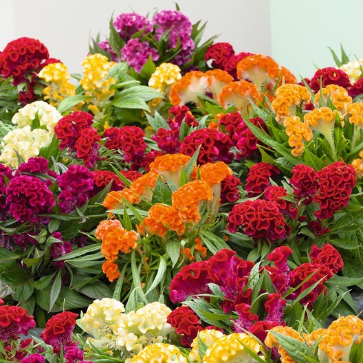 Benih Bibit Biji - Celosia Cristata Mix / Bunga Jengger Ayam / Brain Celosia Flower Seeds