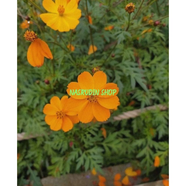 BIBIT BUNGA DAUN KENIKIR SAYUR 200 BIJI / KENIKIR BUNGA KUNING / COSMOS CAUDATUS / BUKAN BUNGA TAI
