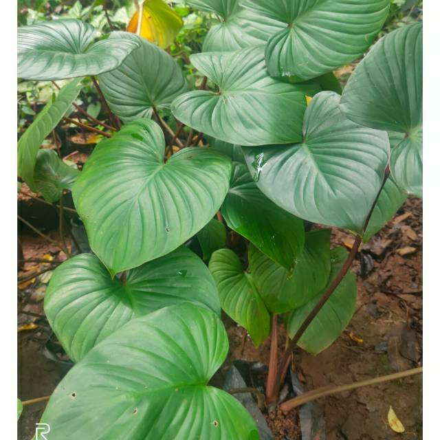 Tanaman hias homalomena rubescens - tanaman homalomena - homalomena rubescens - tanaman indoor -