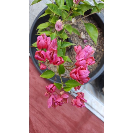 bougenville anggur merah / bugenvil anggur merah / bugenvil murah