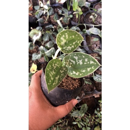 Scindapsus agryraeus /scindapsus mini tanaman hias / tanaman gantung