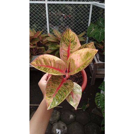 aglonema romantic love