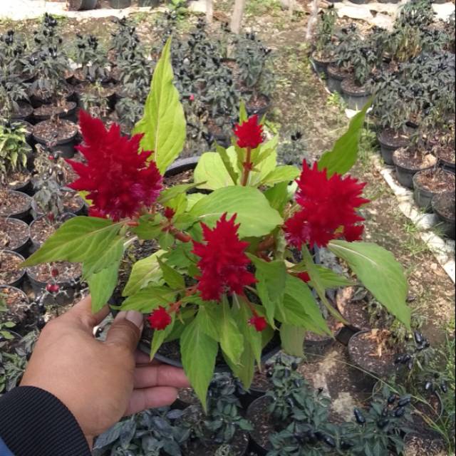 tanaman celosia