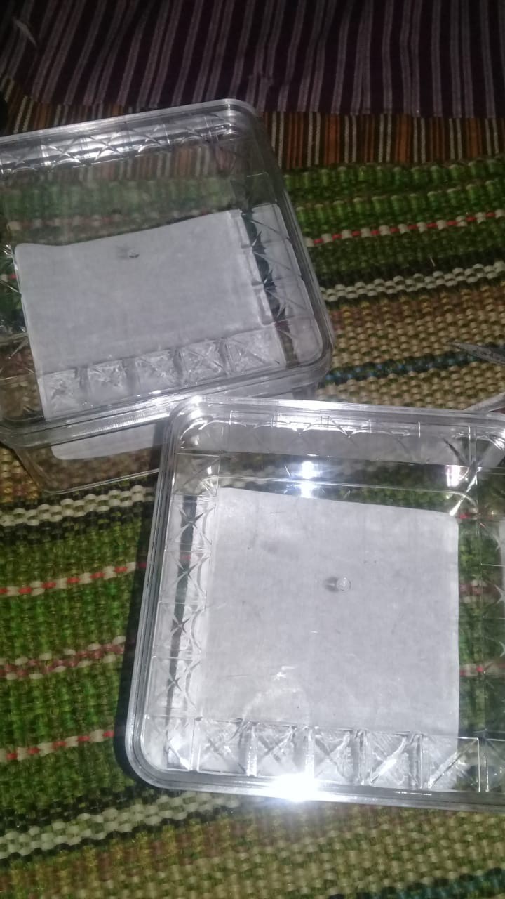 Ready Gojek Toples Kue Kering Plastik Nastar Coklat Persegi Panjang 250 Gram -300 Gram Ecer Persegi